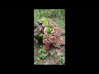 video by is overheard a great ustyug